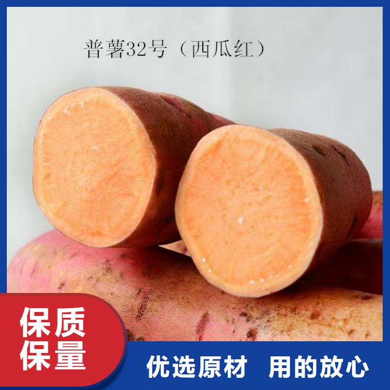 紫薯苗多少钱