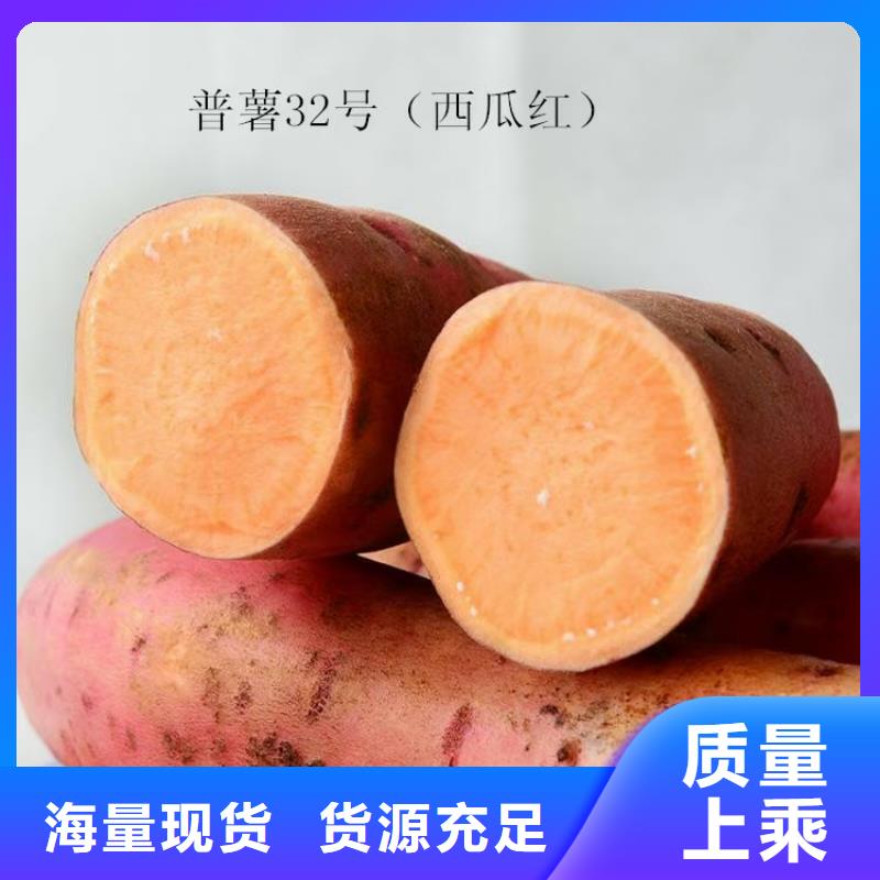 紫薯苗（绫紫）图片