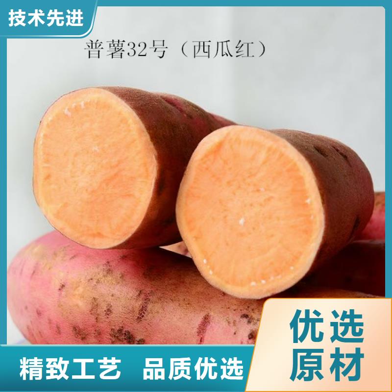 紫薯种苗欢迎致电