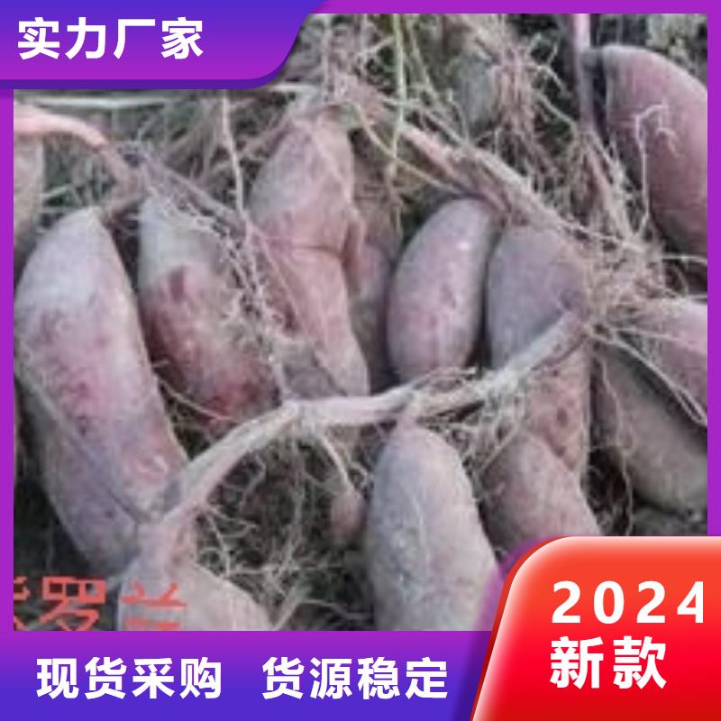 红薯苗（西瓜红）批发