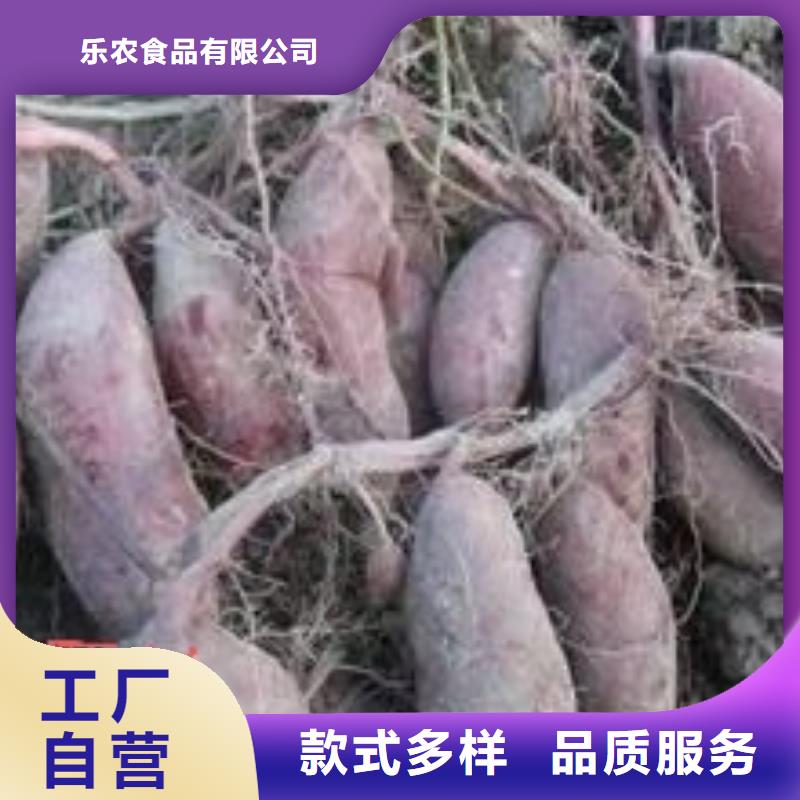 紫地瓜苗子报价