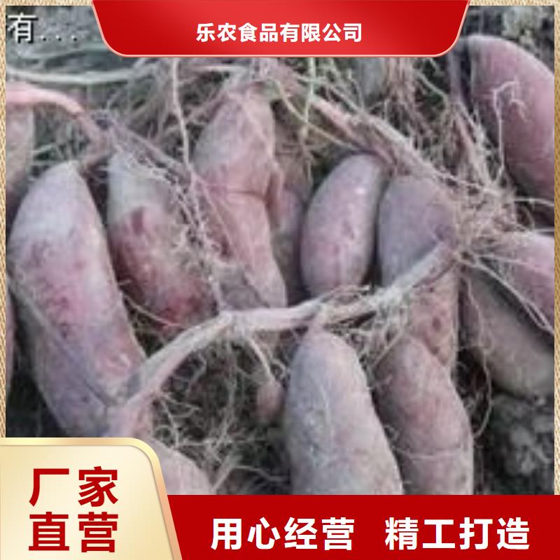 鲜食型紫薯苗厂家
