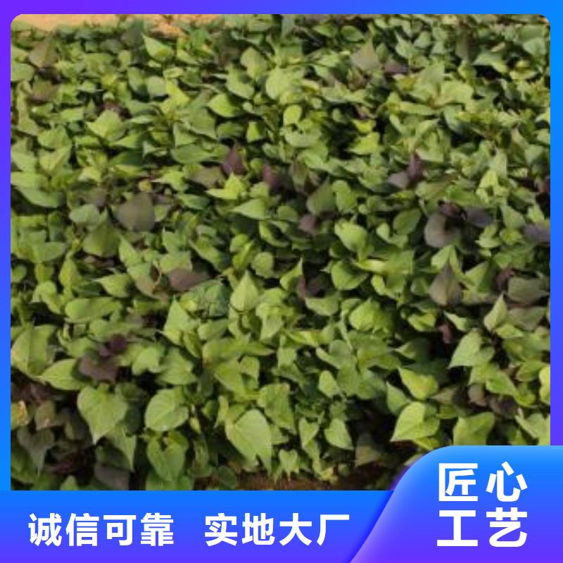 紫薯苗（济黑2号）电话