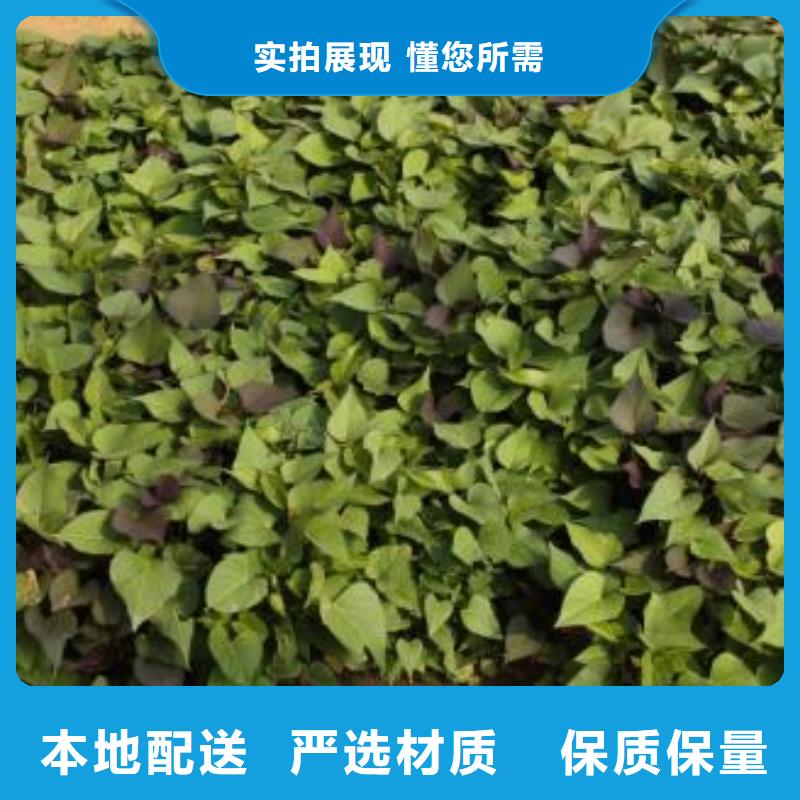 脱毒紫薯苗图片