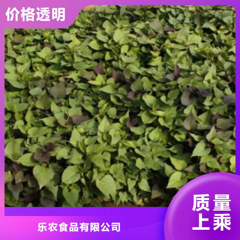 紫地瓜苗种植厂家