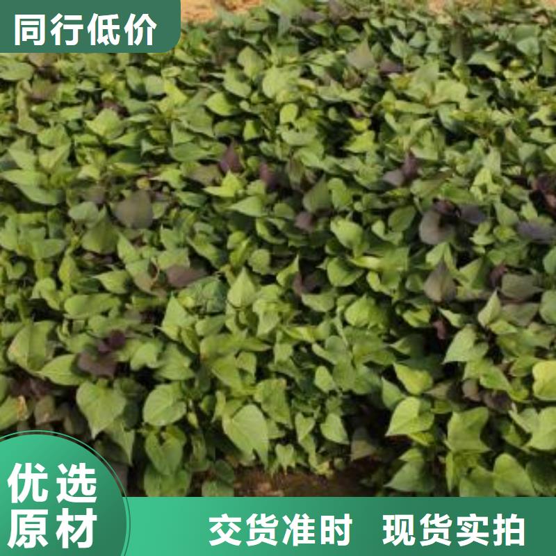 紫薯苗怎么培育