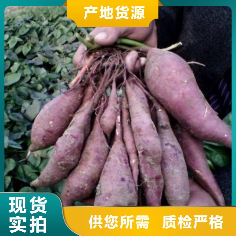 红薯苗（西瓜红）电话