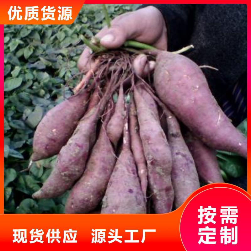 脱毒紫薯苗种植基地