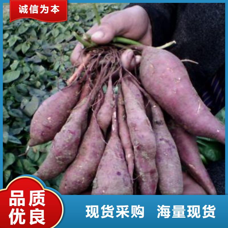 鲜食型紫薯苗图片