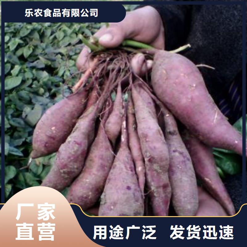 紫薯苗（济黑2号）图片