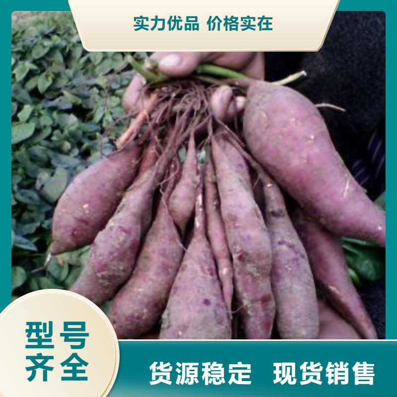紫地瓜苗图片