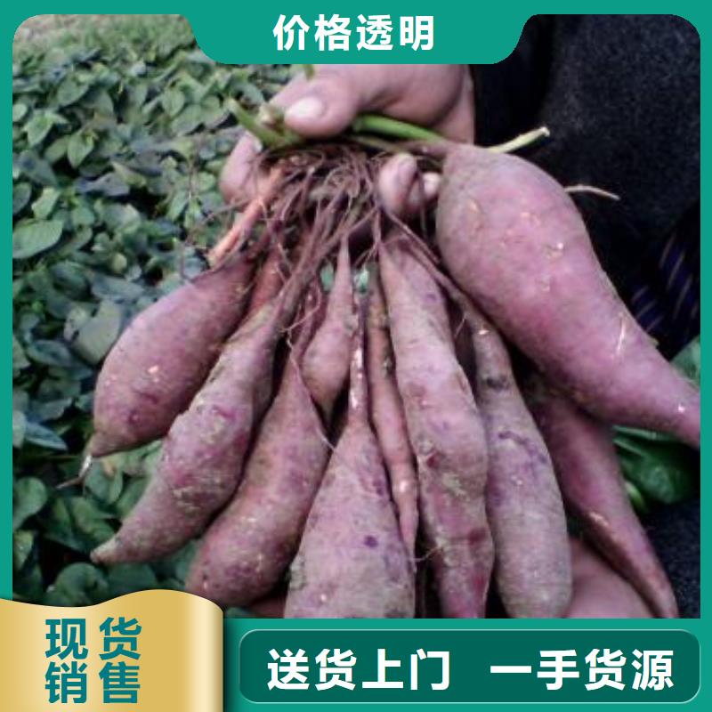 紫地瓜苗供应