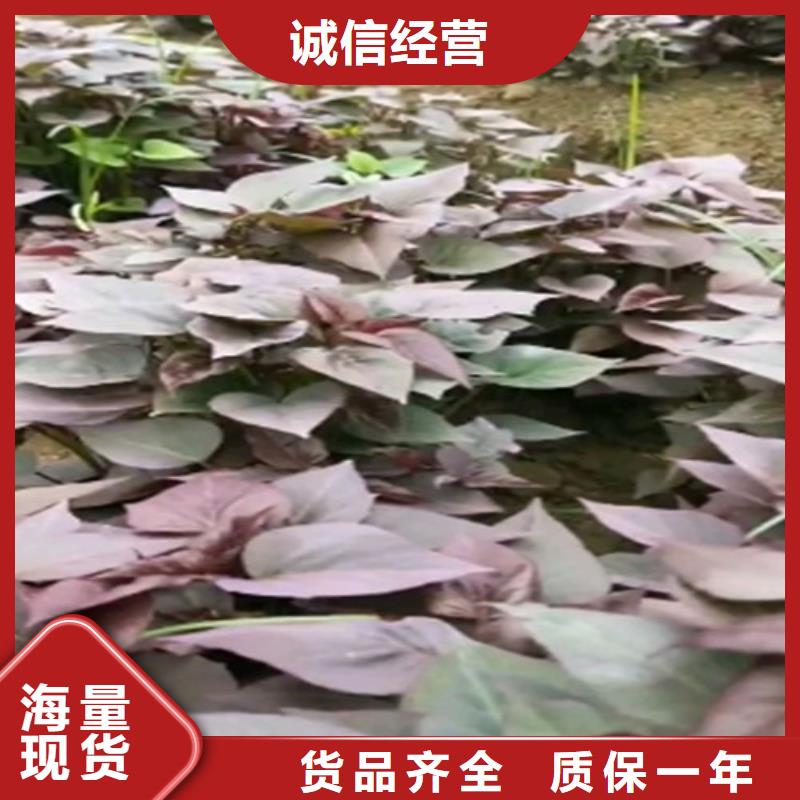紫薯苗子哪里有卖的