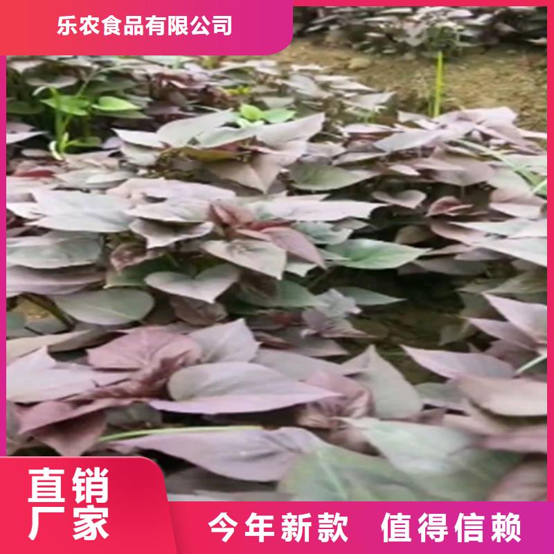 麦茬苗（紫薯)市场行情