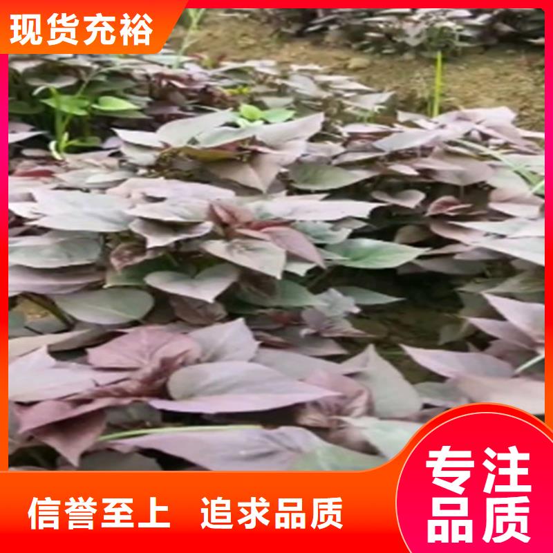 紫薯苗,菠菜粉厂家实力雄厚