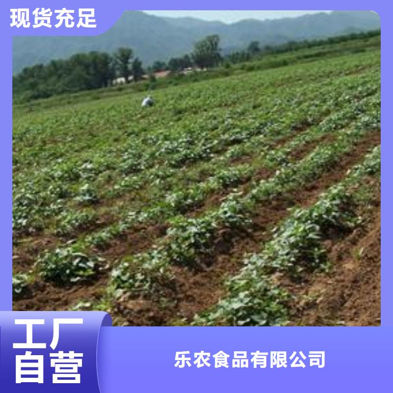紫薯苗（绫紫）2025新苗上市