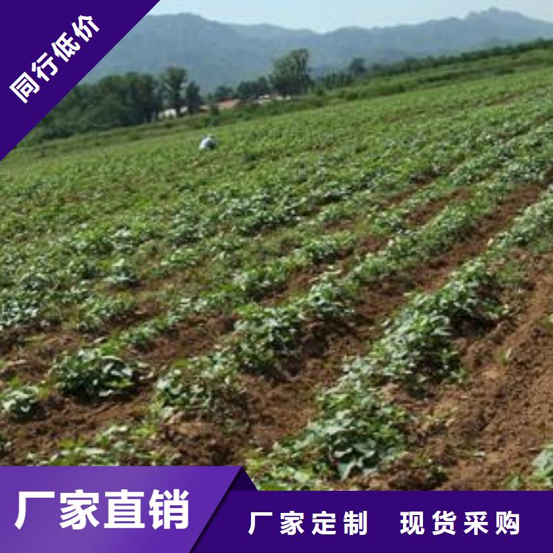 紫地瓜苗子报价