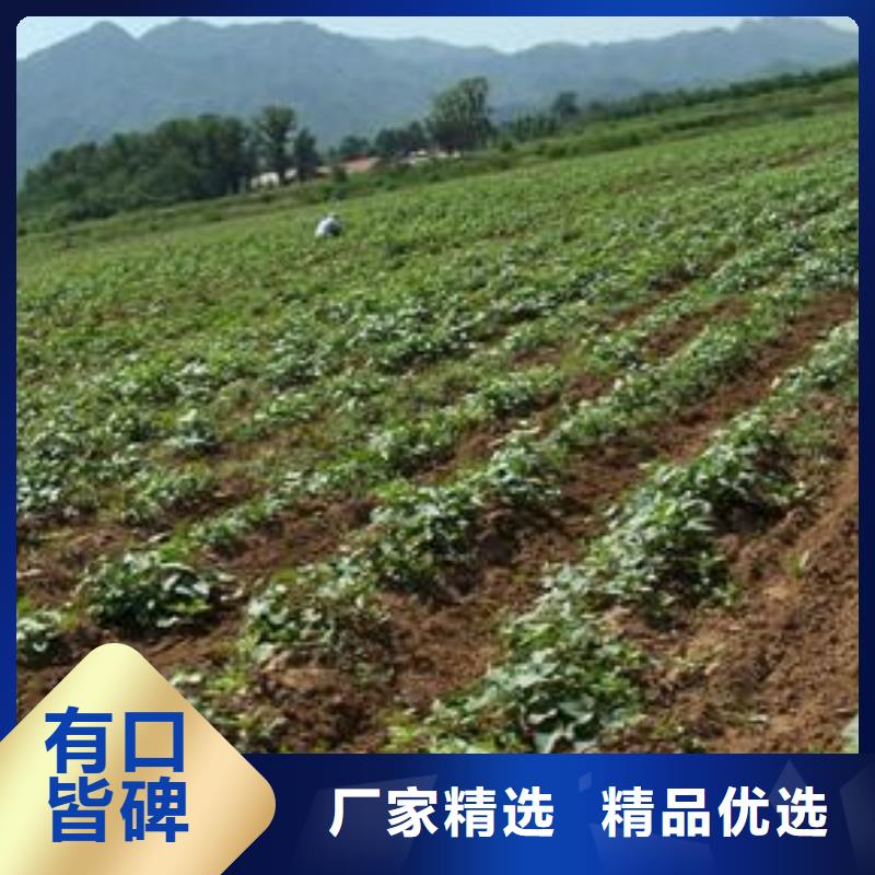 脱毒紫薯苗电话