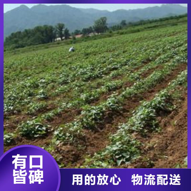紫薯种苗哪里有卖的