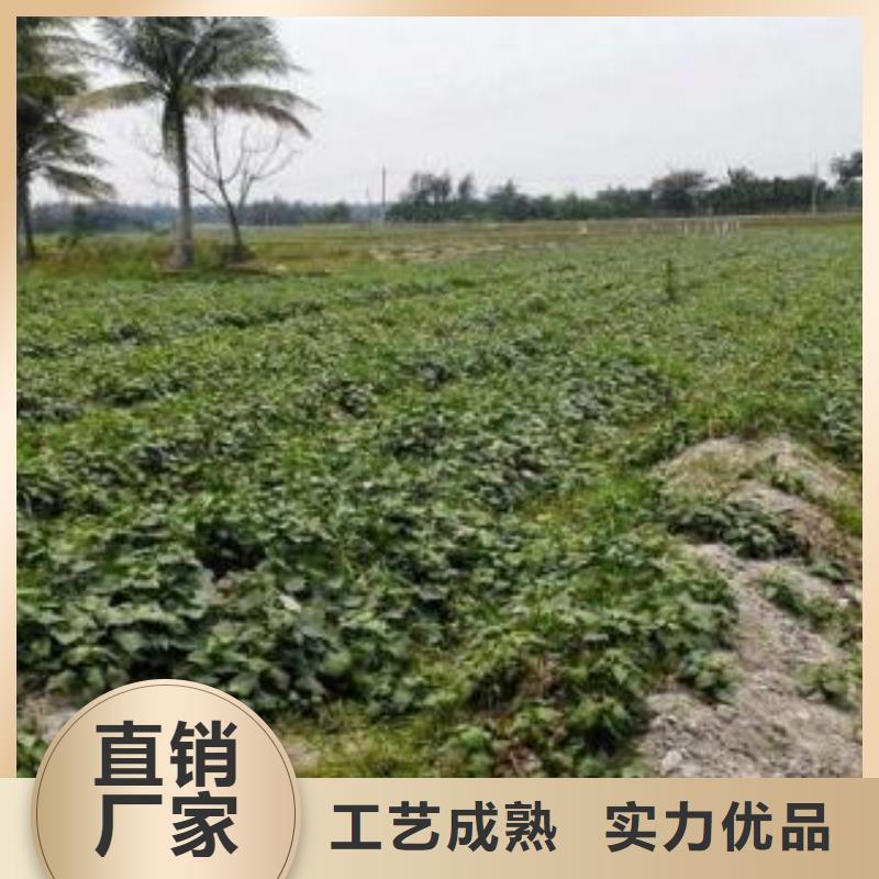 紫薯种苗种植厂家