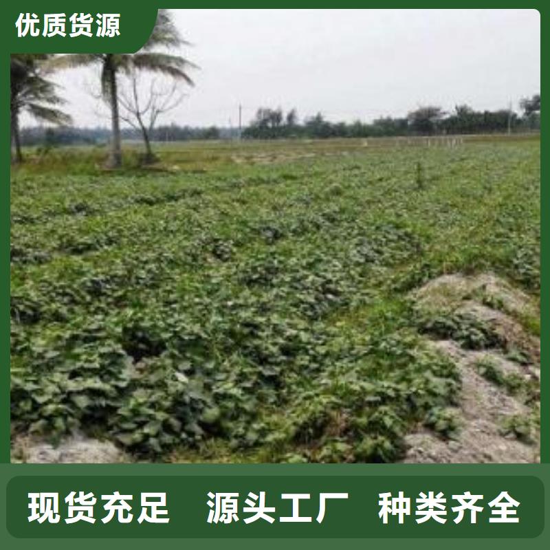 紫甘薯苗批发销售