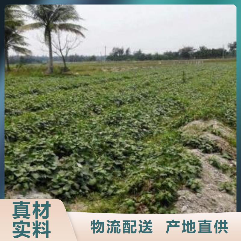 紫薯苗（济黑2号）哪里有卖的