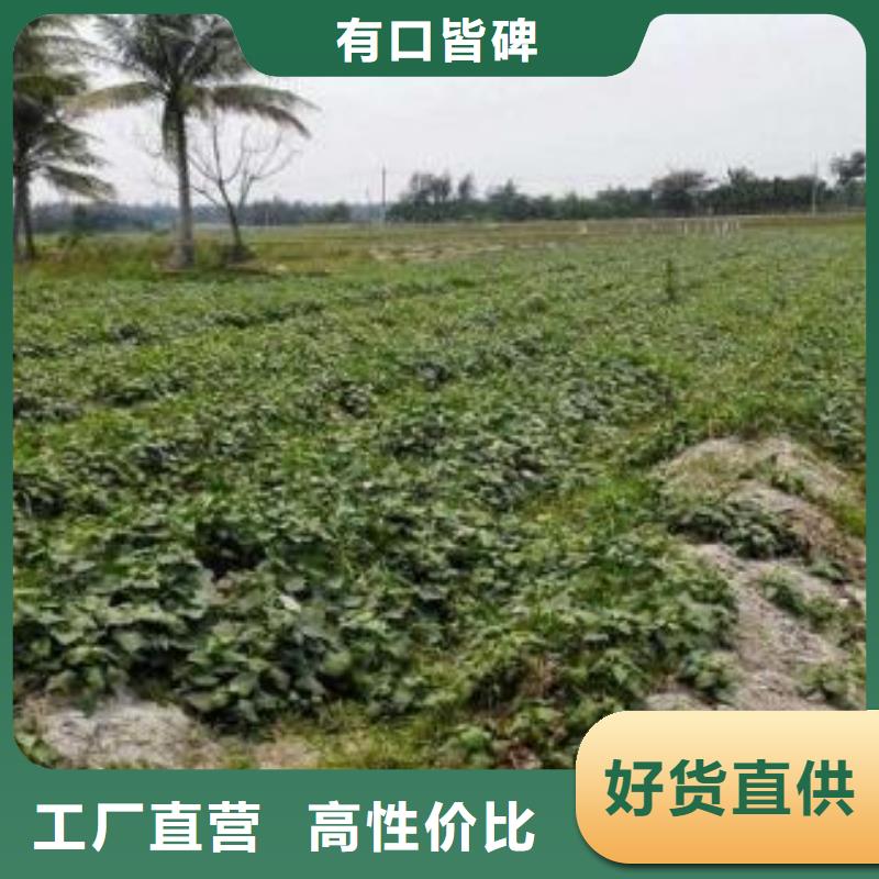 紫薯苗子多少钱