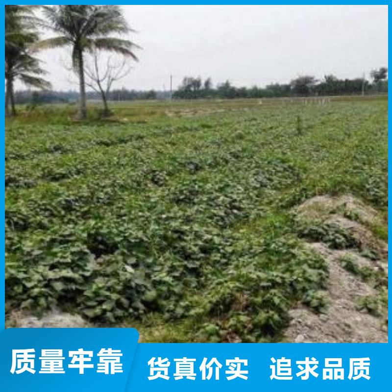 麦茬苗（紫薯)产量高