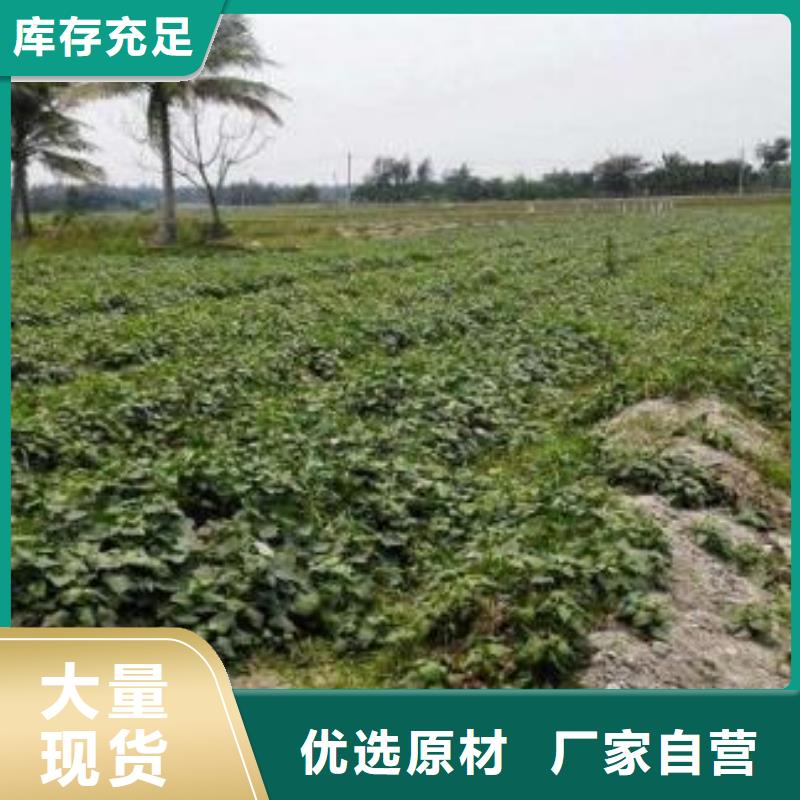 红薯苗（西瓜红）欢迎致电