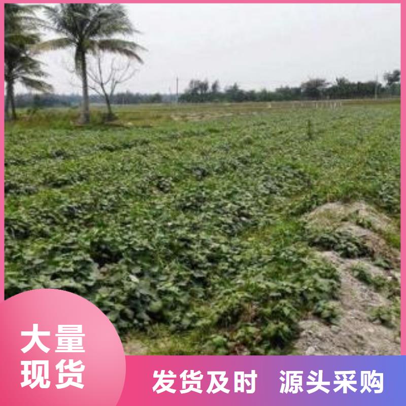 紫薯种苗多少钱