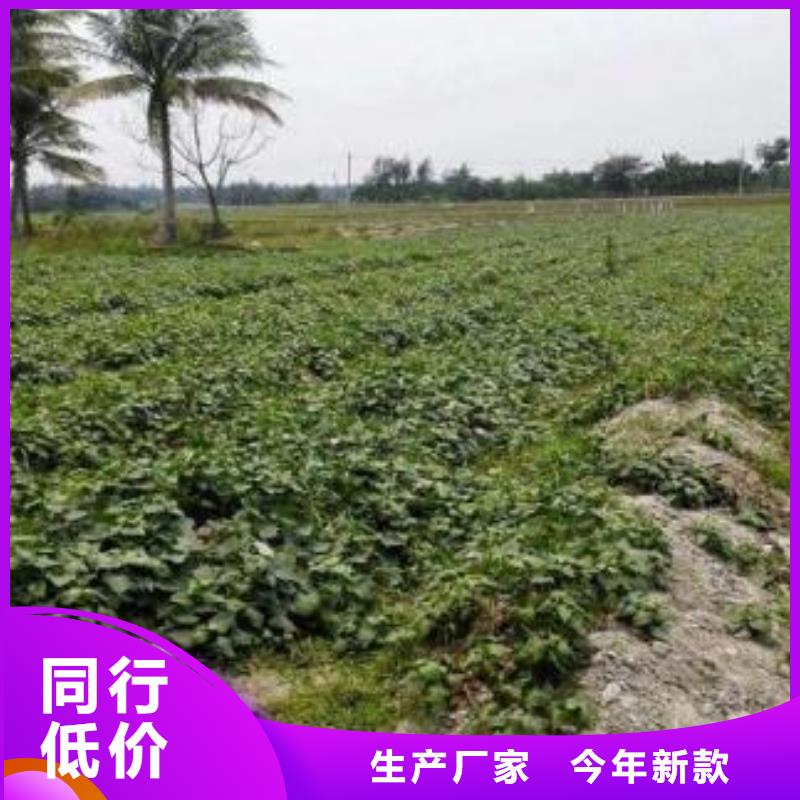紫薯苗种植基地
