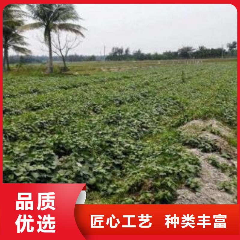 紫薯苗子销售