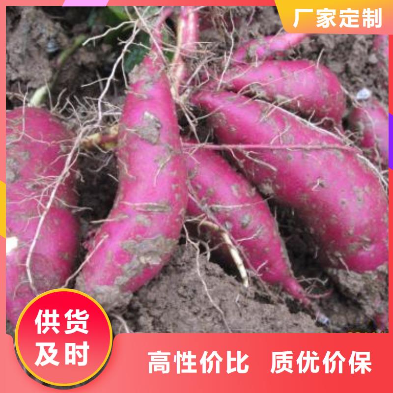紫薯苗（济黑2号）多少钱