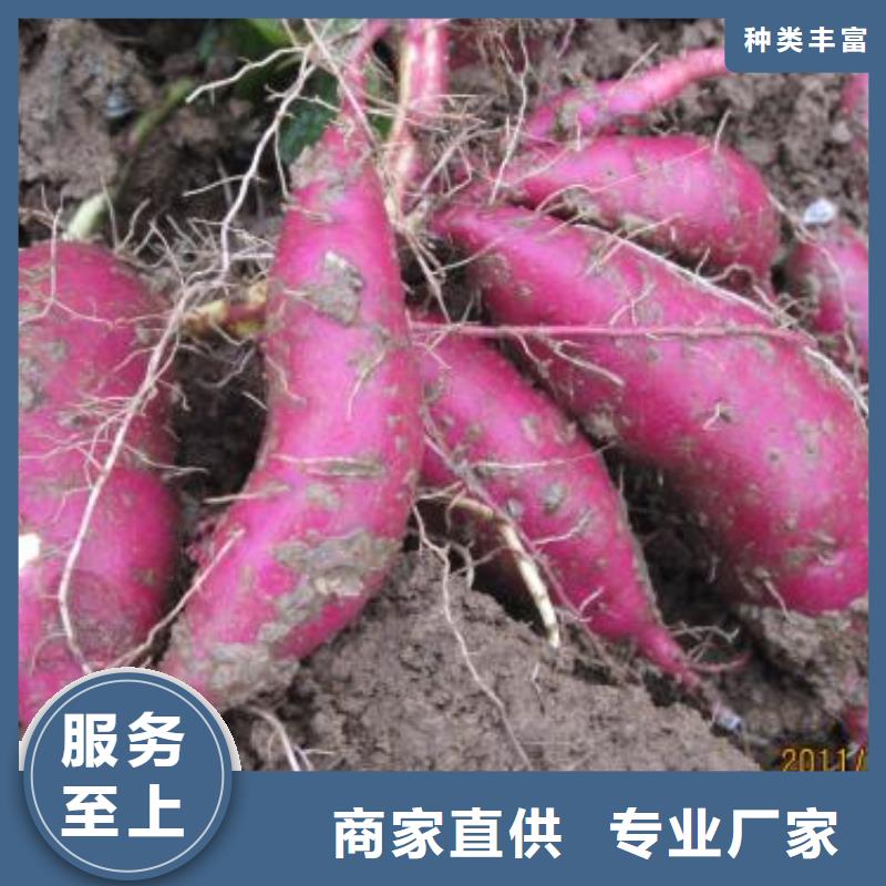 紫甘薯苗批发