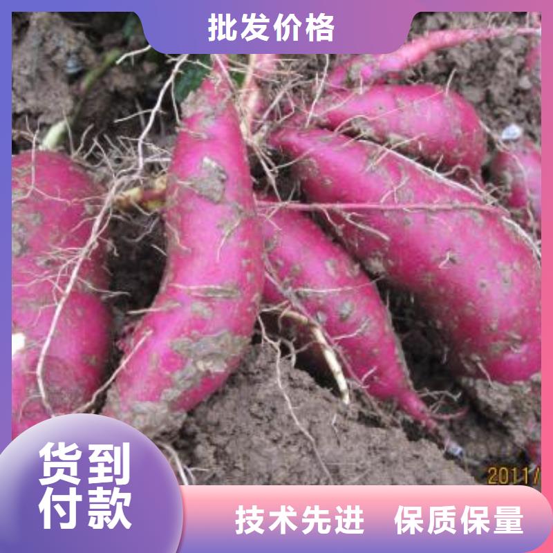 紫地瓜苗子欢迎致电