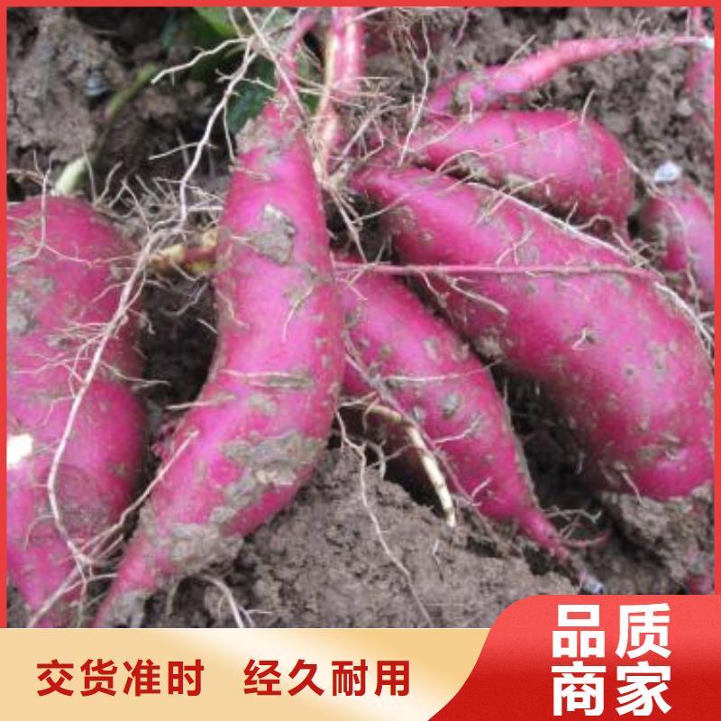 紫薯种子厂家价格是多少