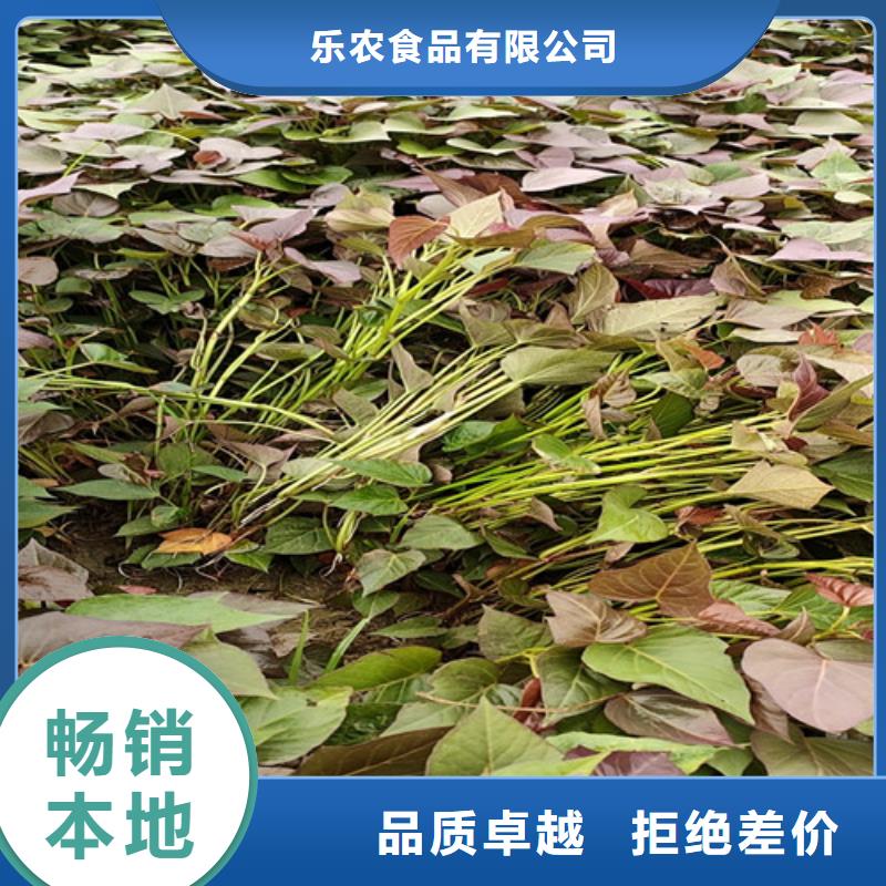 红薯苗（西瓜红）源头厂家