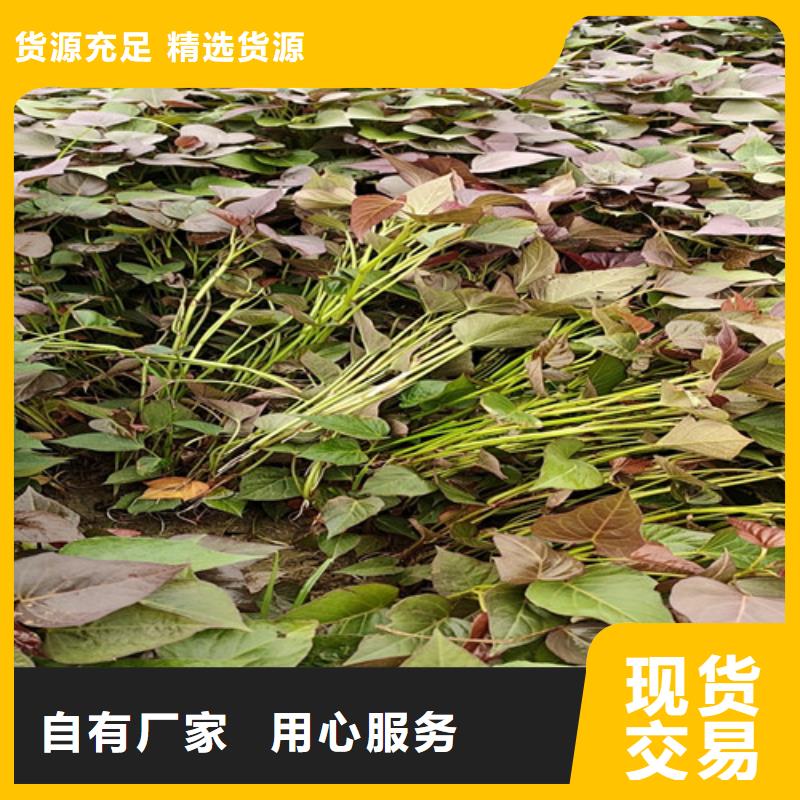 紫薯苗多少钱一棵