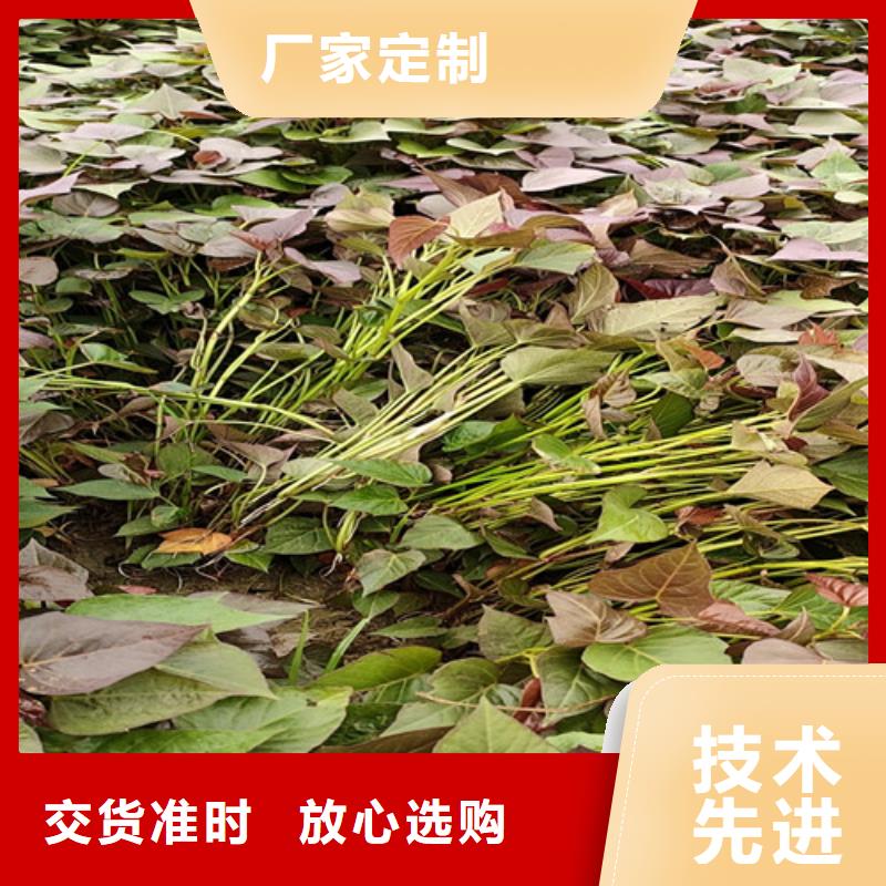 紫薯苗电话