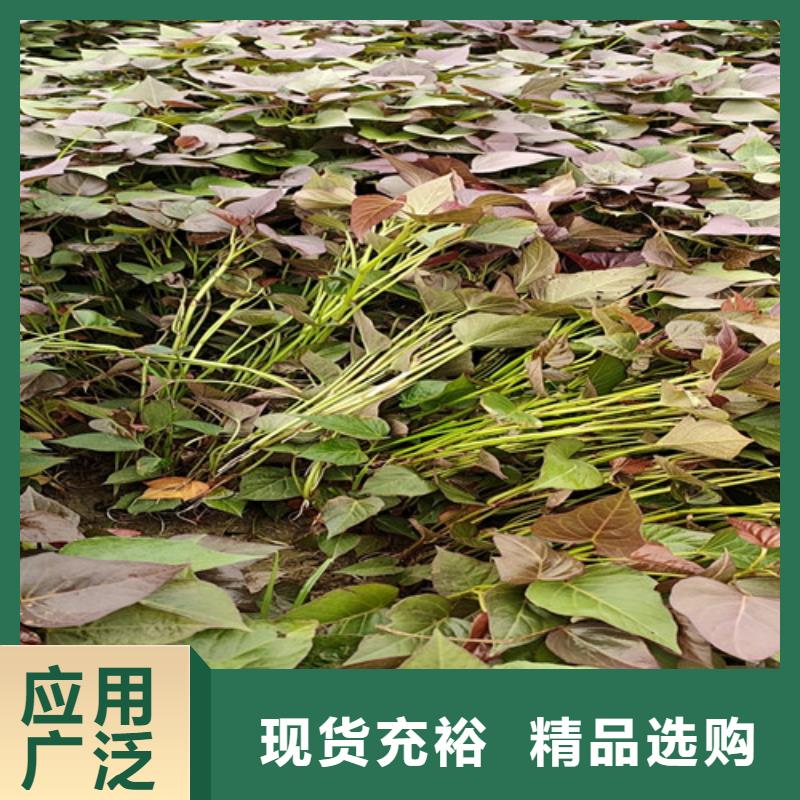 紫薯苗(济黑2号)厂家价格