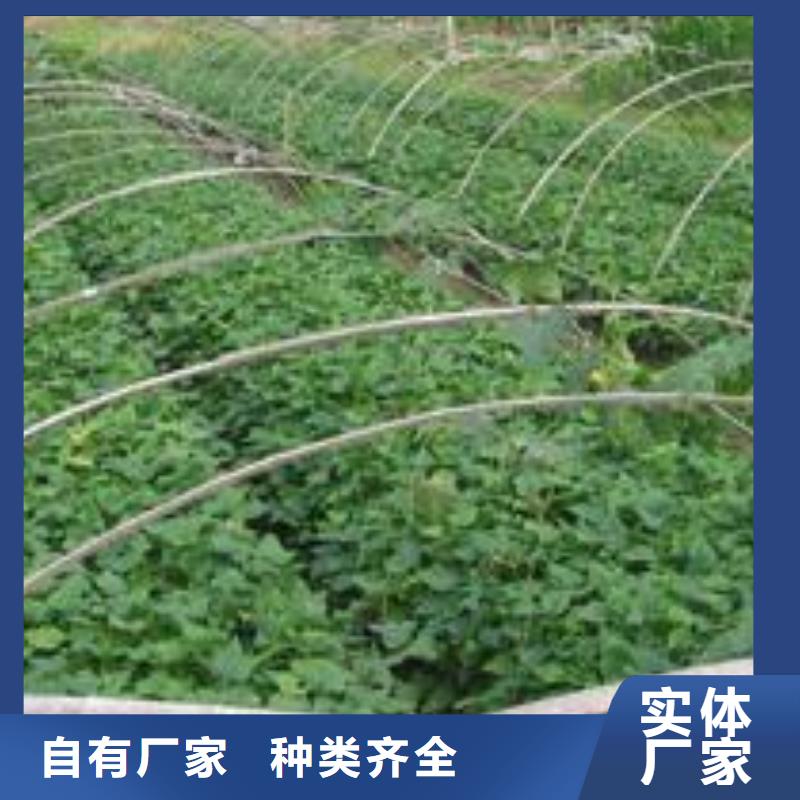 紫甘薯苗厂家价格