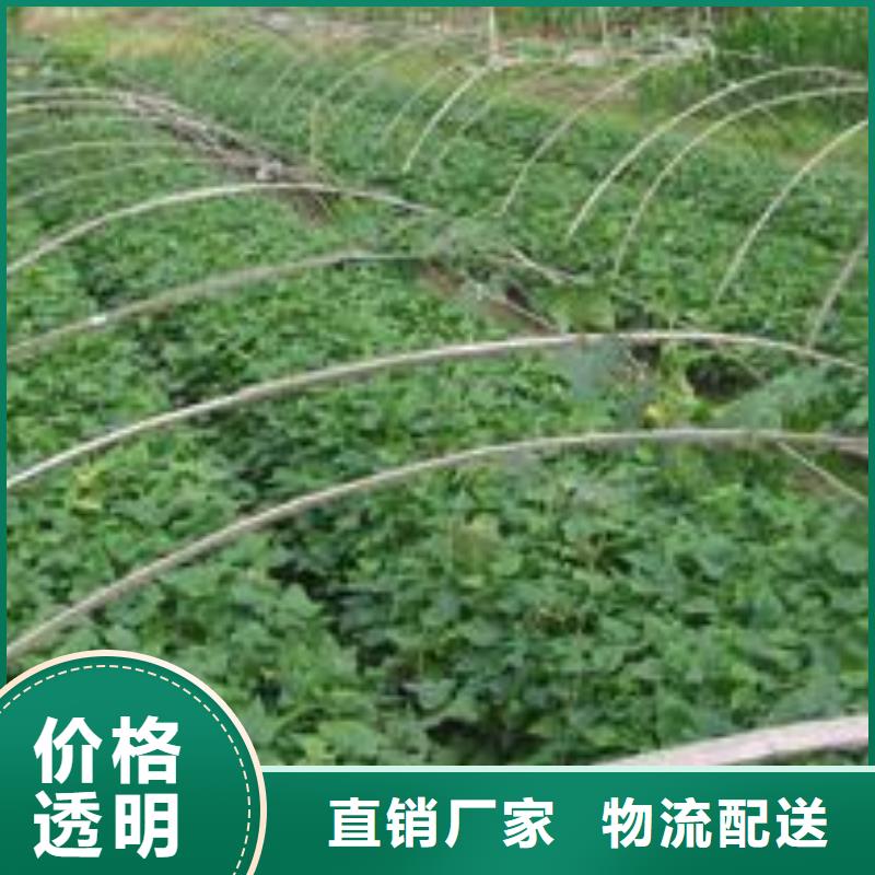 紫薯苗欢迎致电
