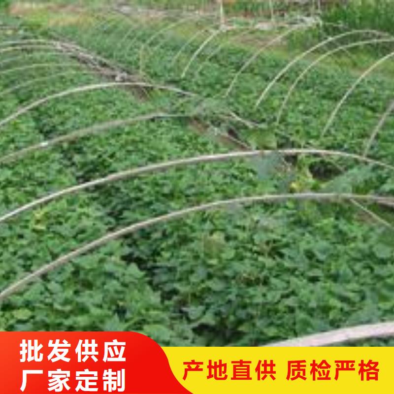紫红薯苗多少钱
