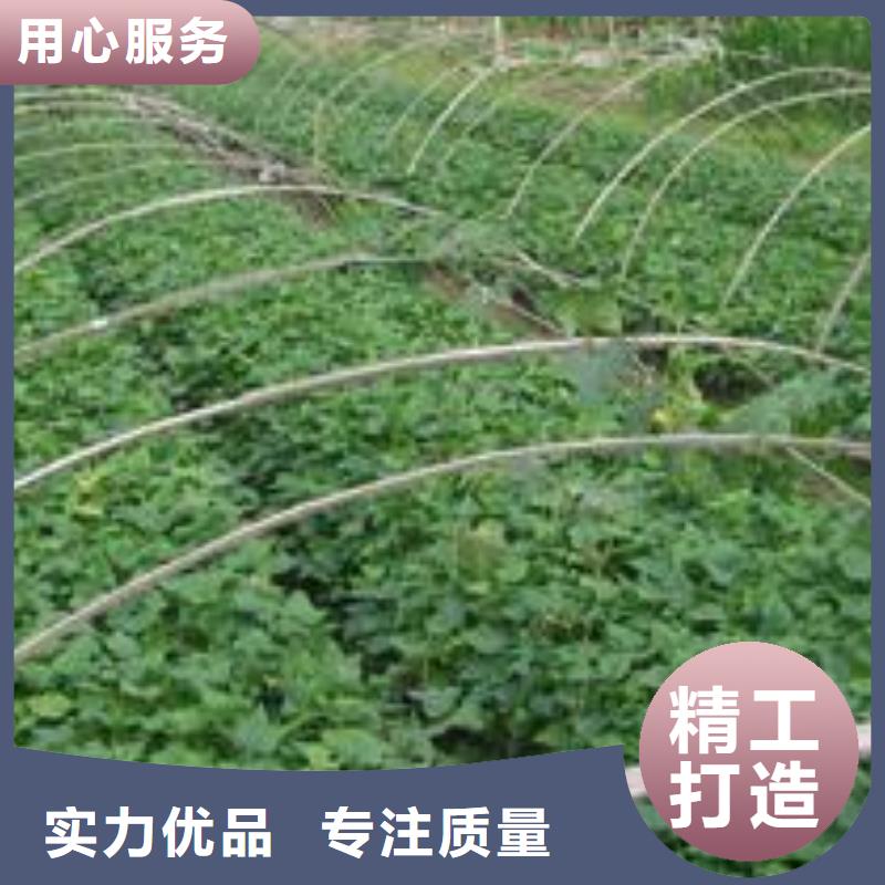 红薯苗（西瓜红）多少钱