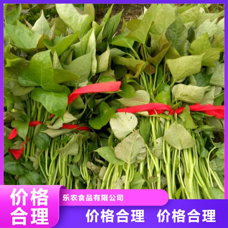 紫薯种子种植厂家