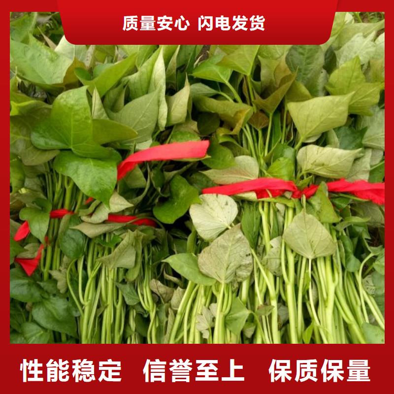 夏薯济黑2号苗子剪苗