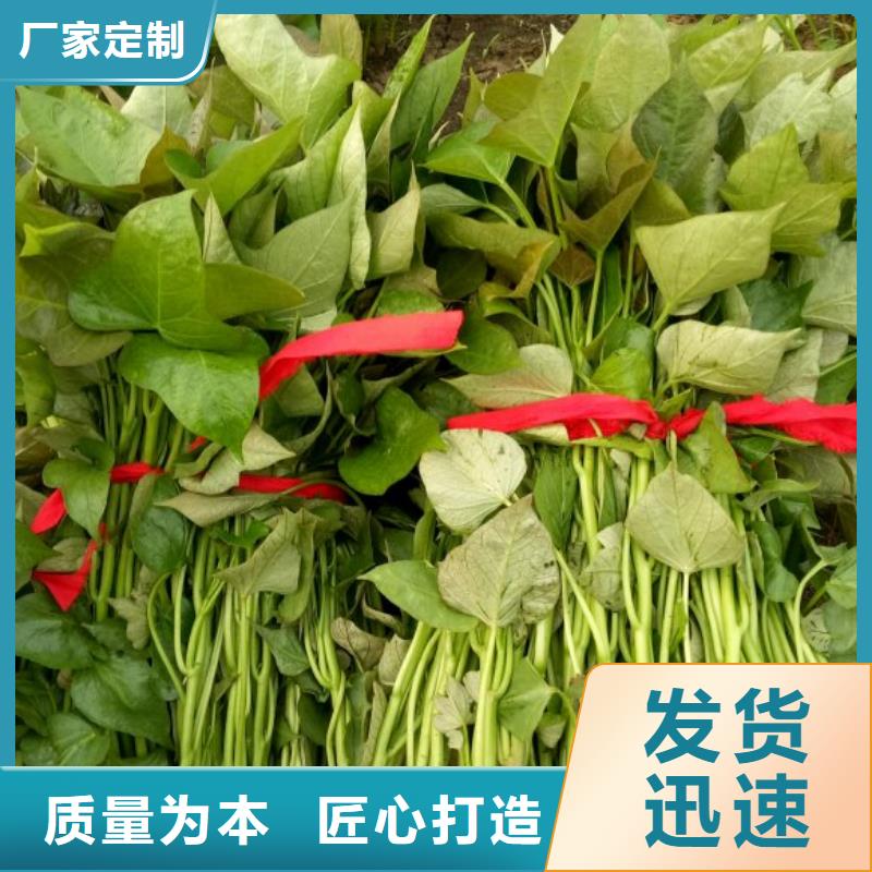紫地瓜苗厂家