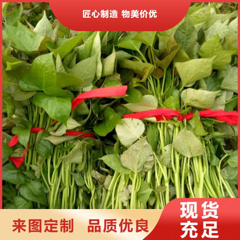 紫薯种子欢迎致电