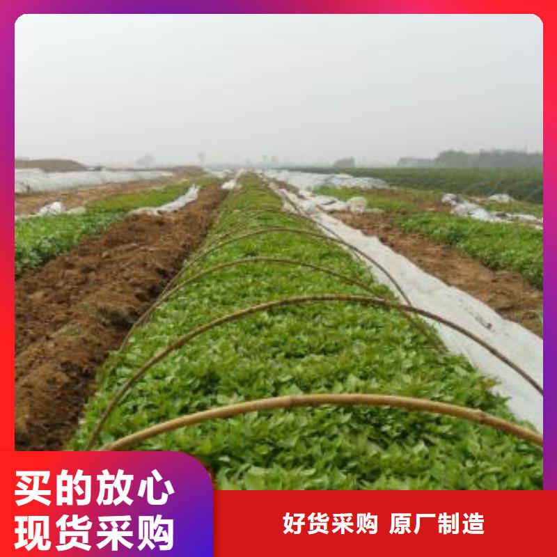 鲜食型紫薯苗种植厂家