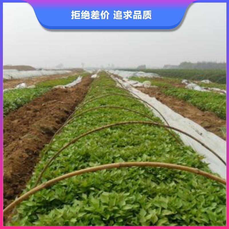 麦茬苗（紫薯)市场行情